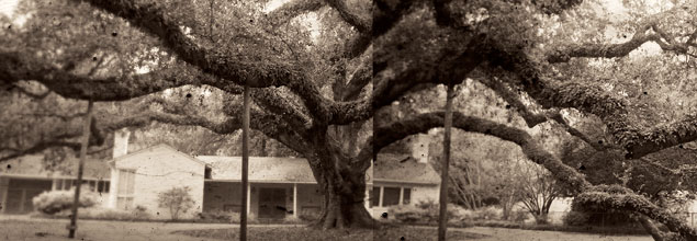 Southern Live Oak Tree