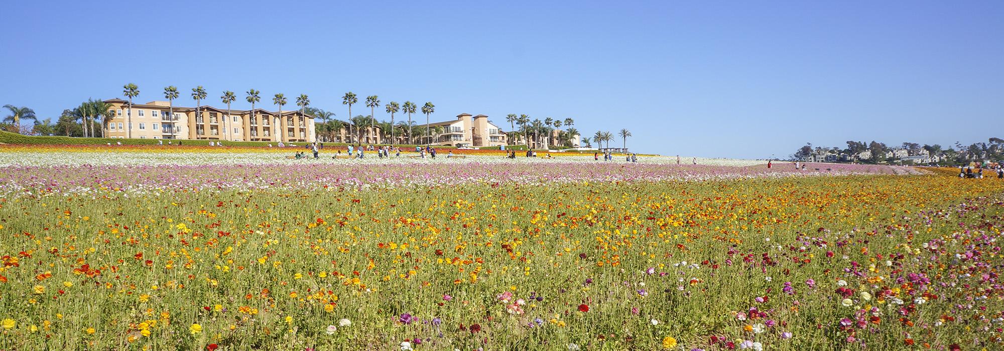 The Flower Fields at Carlsbad Ranch, San Diego, CA