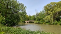 Lake with bridge; grasses and trees surround