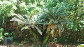 Palm Cottage Gardens, Gotha, FL 