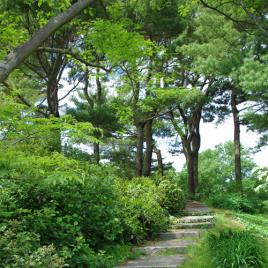 Bussey Hill, Arnold Arboretum, Boston, MA