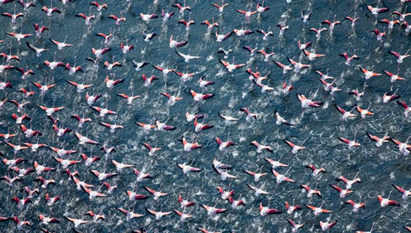  "Flamingos Talking Flight," Italy