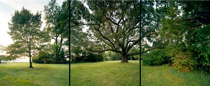 Black Oak Photograph © Barbara Bosworth