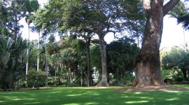 Foster Botanical Garden, Honolulu, HI