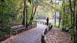 The Ramble in Central Park, New York, NY
