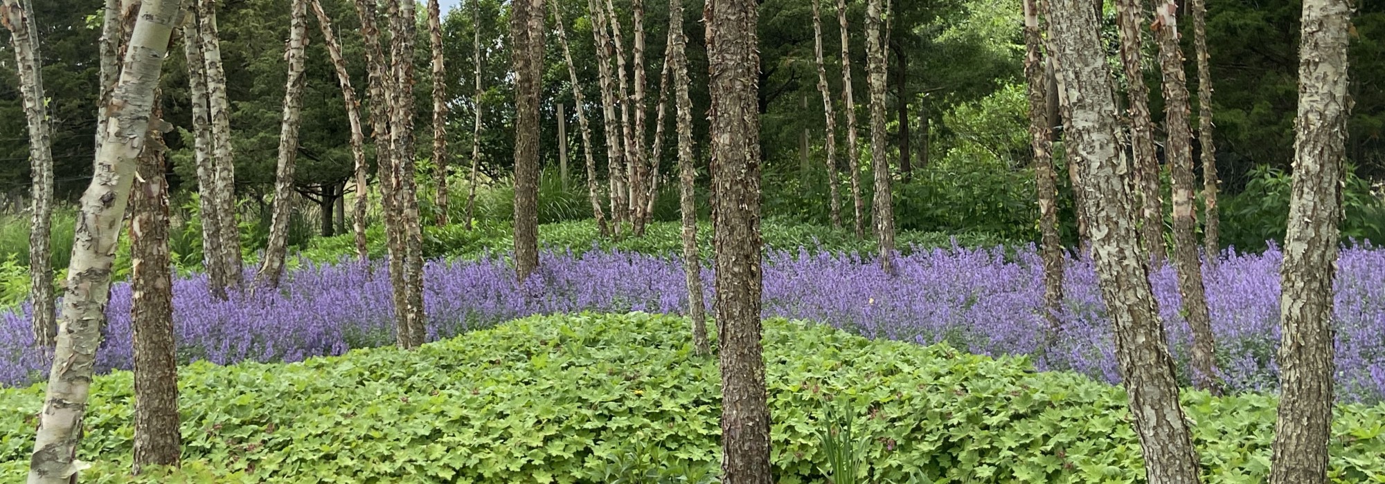 Trees in a field with purple flowers.