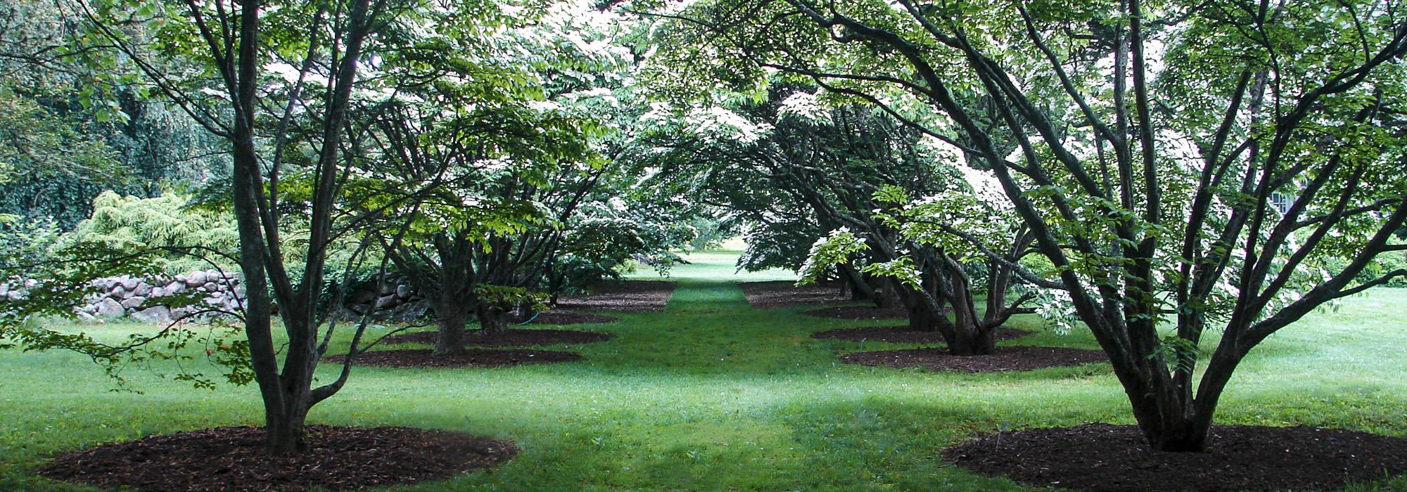 Polly Hill Arboretum