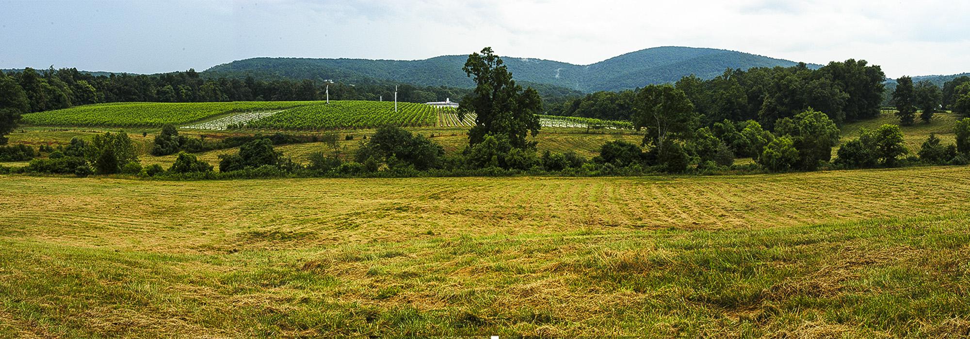 BarboursvilleVineyards.jpg BarboursvilleVineyards.jpg