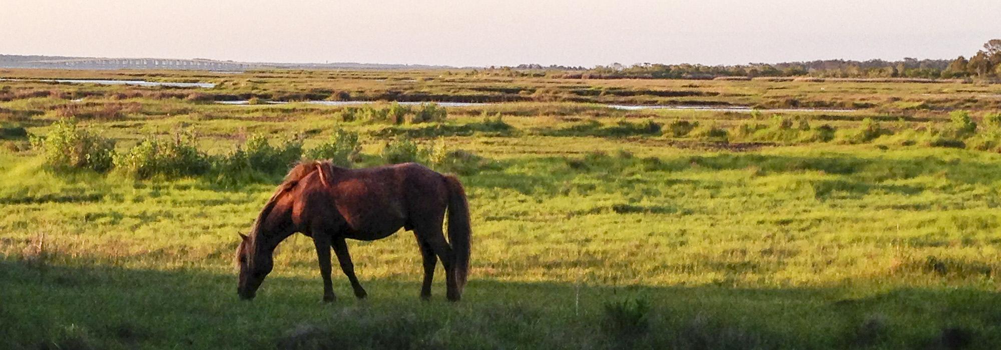 Assateague State Park, Berlin, MD