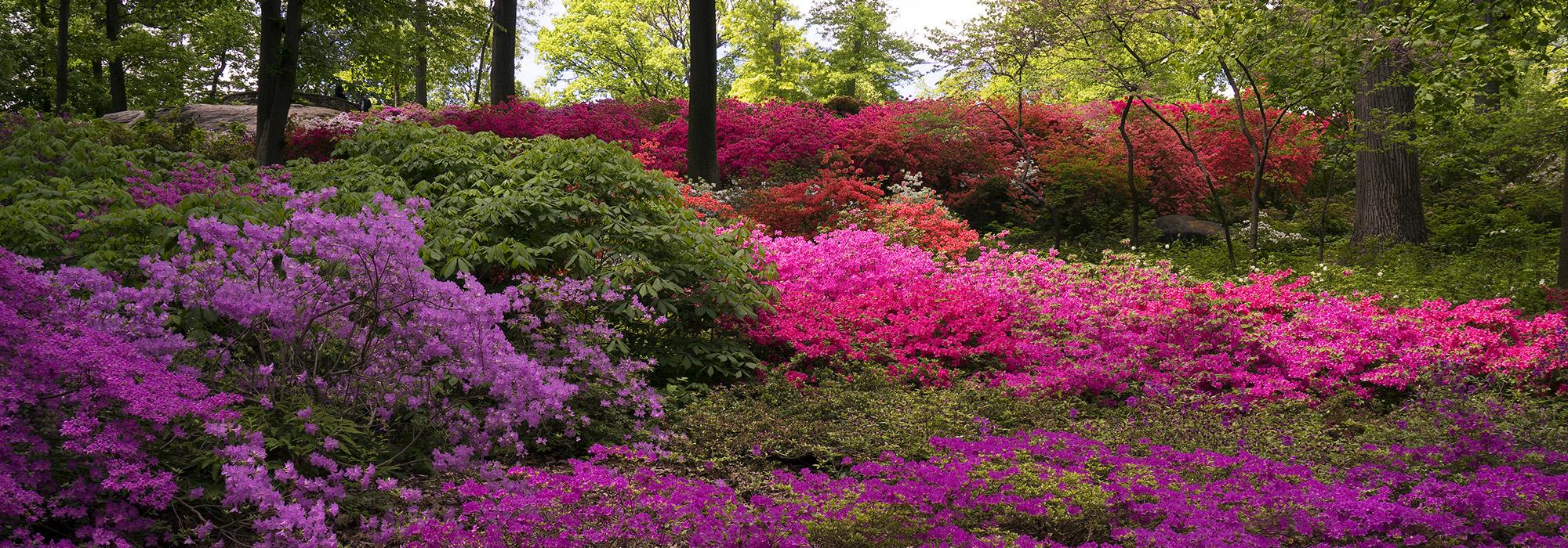 BotanicGarden_hero_SallyGall_2015.jpg BotanicGarden_hero_SallyGall_2015.jpg