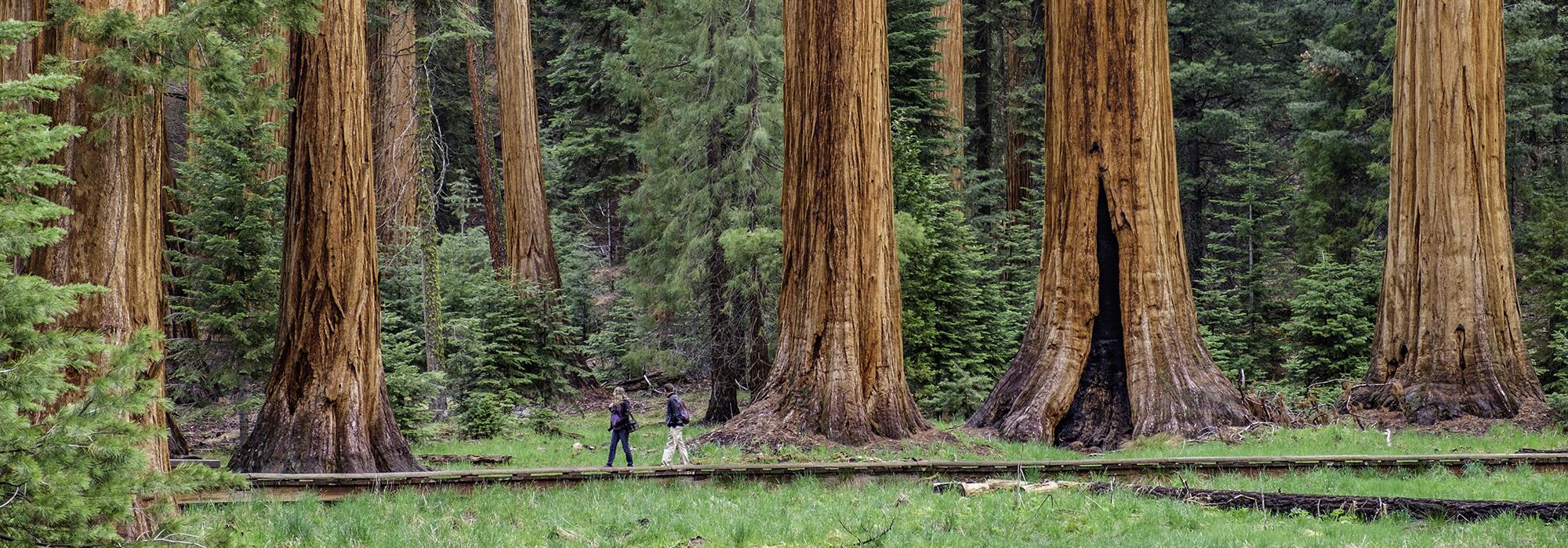 CA_SierraNevadaMountainRange_SequoiaNationalPark_byJonathanIrish-courtesySaveTheRedwoodsLeague-courtesyTCLF_2016_001_Hero.jpg CA_SierraNevadaMountainRange_SequoiaNationalPark_byJonathanIrish-courtesySaveTheRedwoodsLeague-courtesyTCLF_2016_001_Hero.jpg