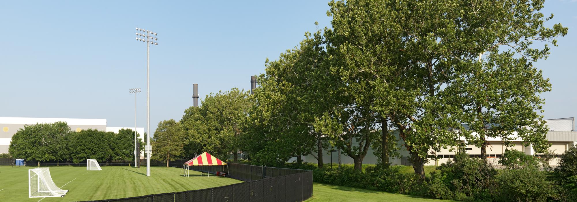 iowa state considers removal of trees in sycamore row the cultural