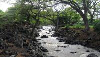 Photo courtesy Honolulu Botanical Gardens::The Cultural Landscape Foundation