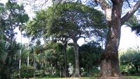 Photo by Honolulu Botanical Gardens:: ::The Cultural Landscape Foundation