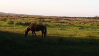 Assateague State Park, Berlin, MD