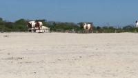 Assateague State Park, Berlin, MD