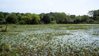 Clay Pit Ponds State Park Preserve, New York, NY