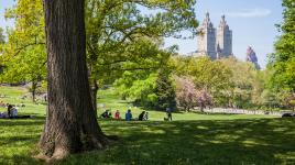 central park the cultural landscape foundation