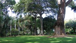 Foster Botanical Garden Honolulu