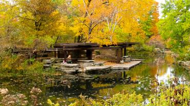 Lily Pool, Chicago, IL