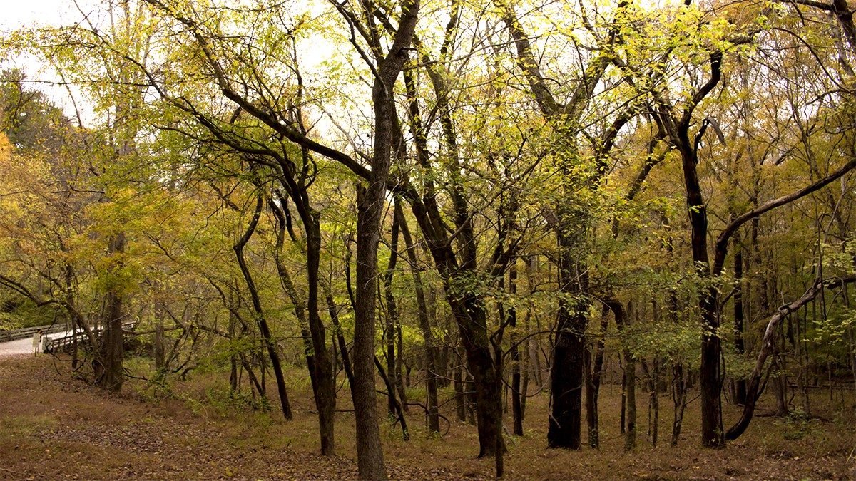 William B. Umstead State Park | TCLF