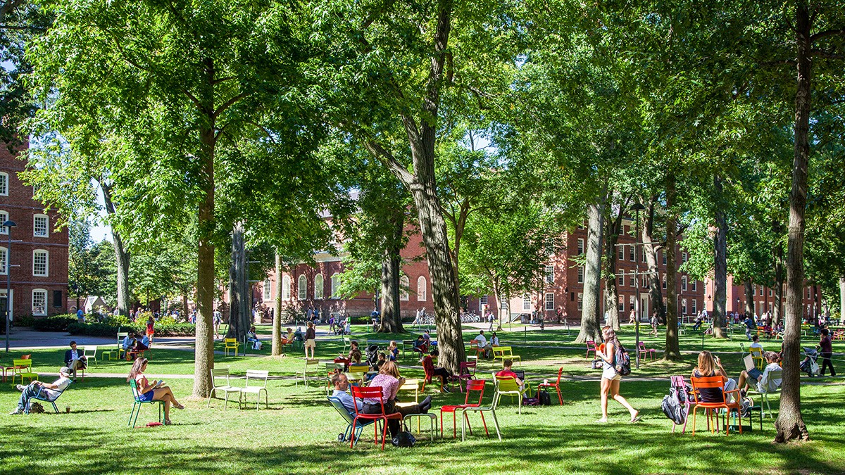 Harvard discount yard chairs