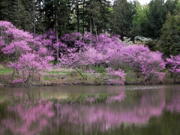 Morton Arboretum | TCLF