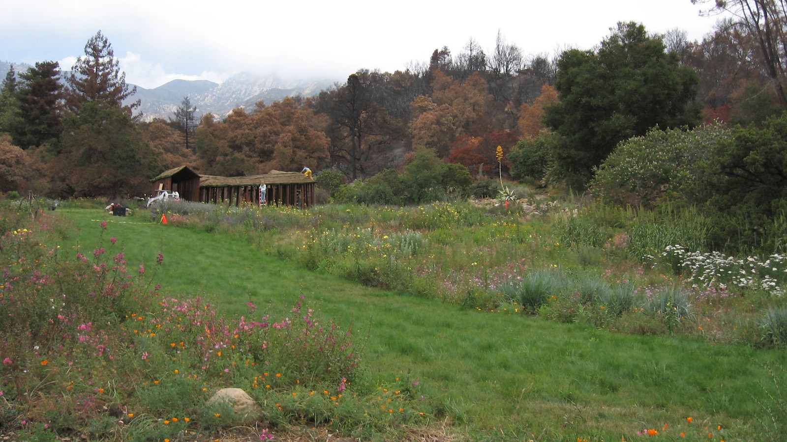 Photo showing the Meadow and damage from the May 2009 Jesusita Fire