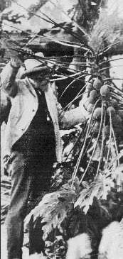 Nehrling inspecting one of his specimen plants, circa 1926