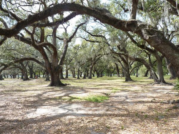 New Orleans City Park | The Cultural Landscape Foundation