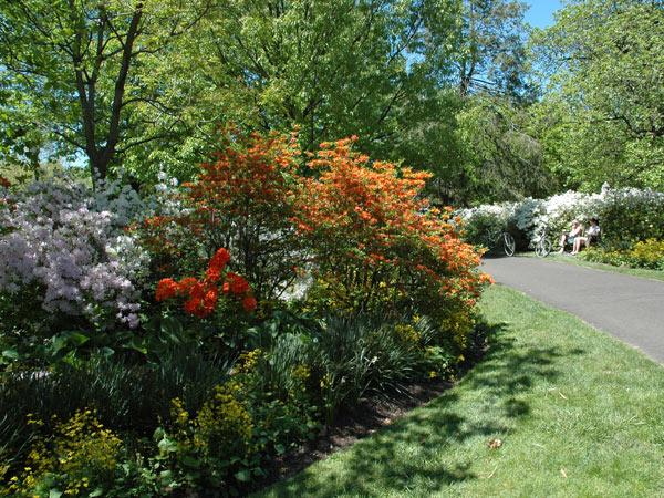 Azalea Garden | The Cultural Landscape Foundation