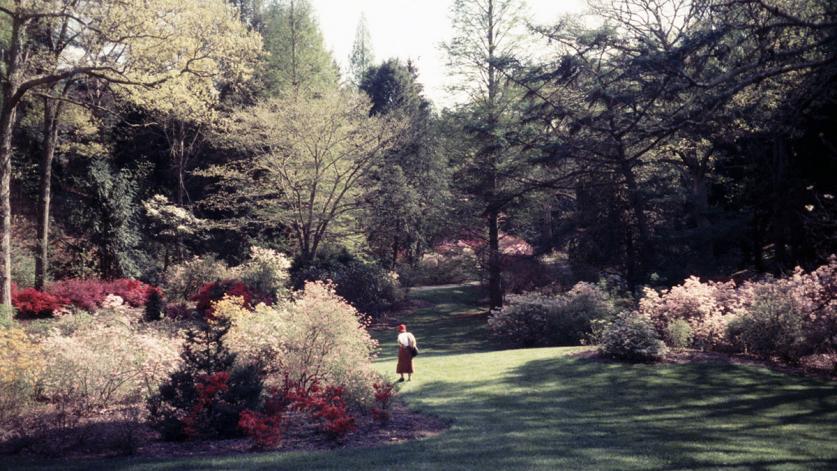 The Dell at the Biltmore Estate includes Chauncey Beadle's rhododendrons and azaleas
