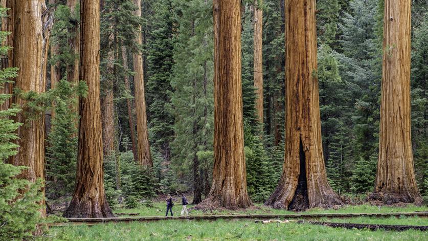 Sequoia National Park, Sierra Nevada Mountain Range, CA