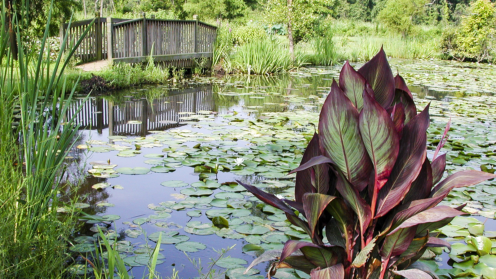 Kenilworth Aquatic Gardens The Cultural Landscape Foundation