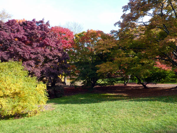 Arnold Arboretum | The Cultural Landscape Foundation