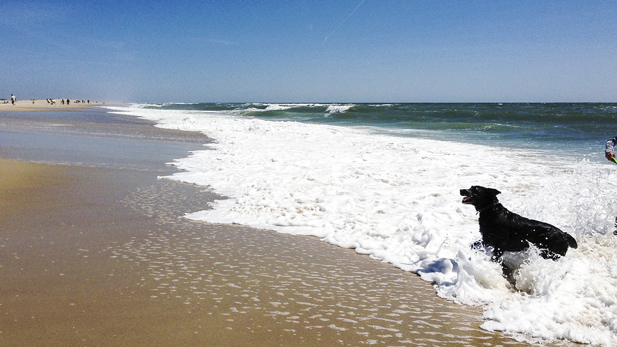 Assateague State Park, Berlin, MD