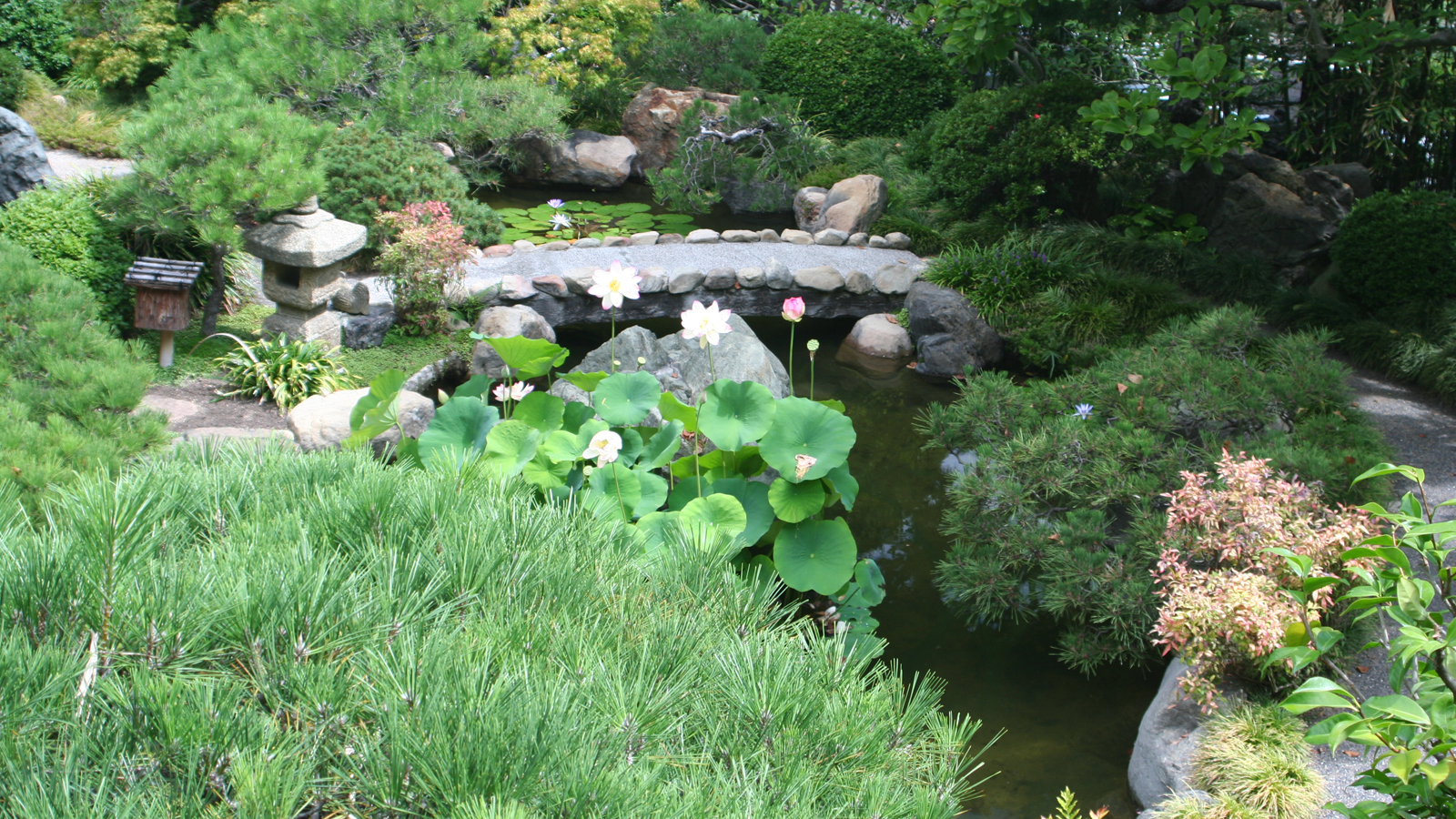 Ucla S Hannah Carter Japanese Garden Facing Uncertain Future The