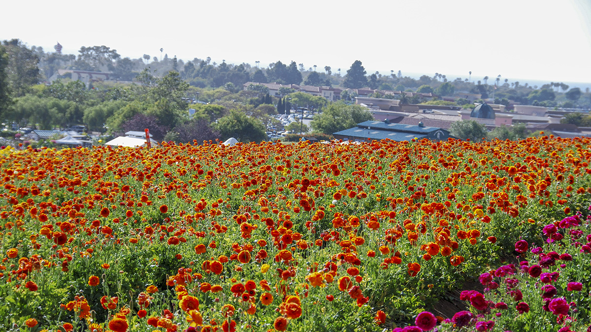 The Flower Fields At Carlsbad The Cultural Landscape Foundation