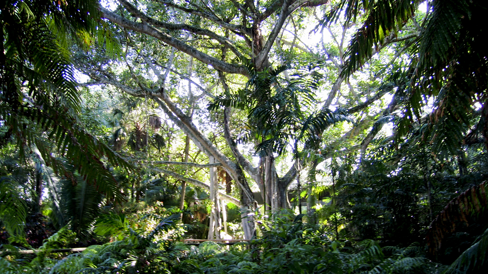 H Nehrling S Tropical Garden And Arboretum The Cultural Landscape Foundation H Nehrling S Tropical Garden And Arboretum The Cultural Landscape Foundation